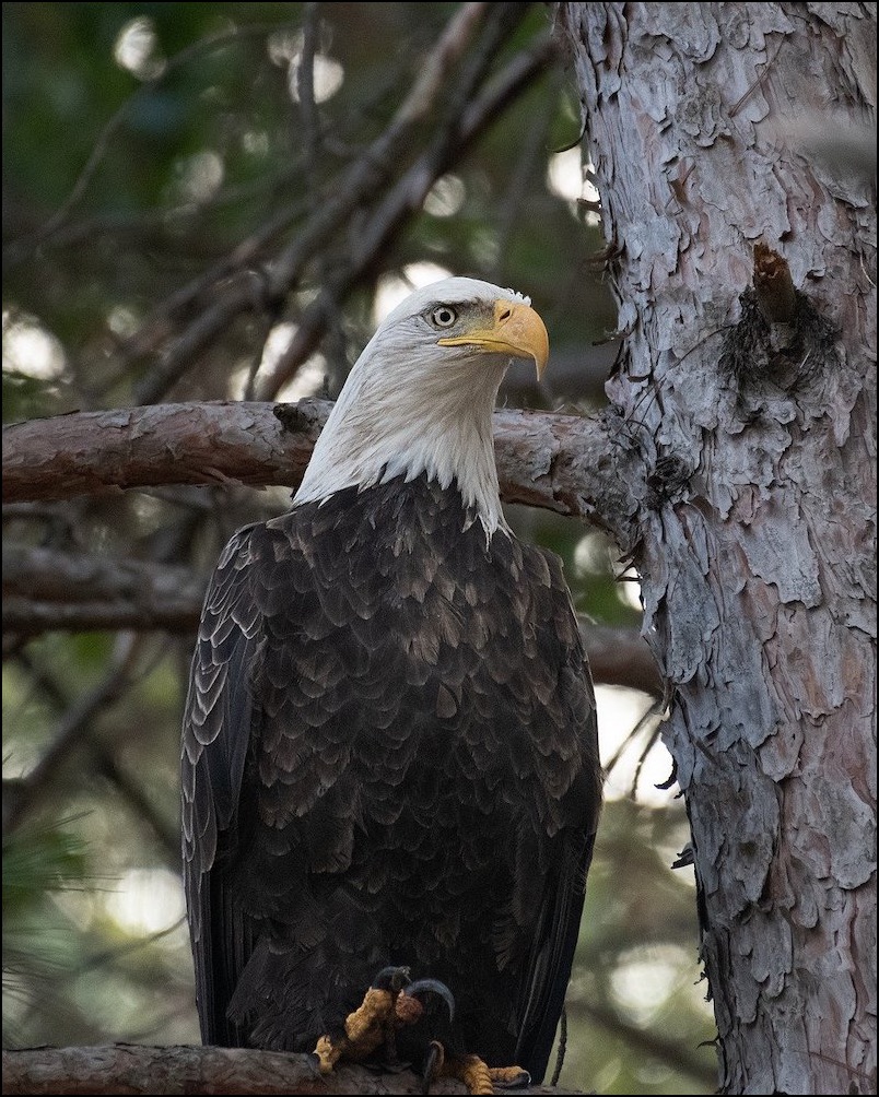 Bald Eagle on a branch